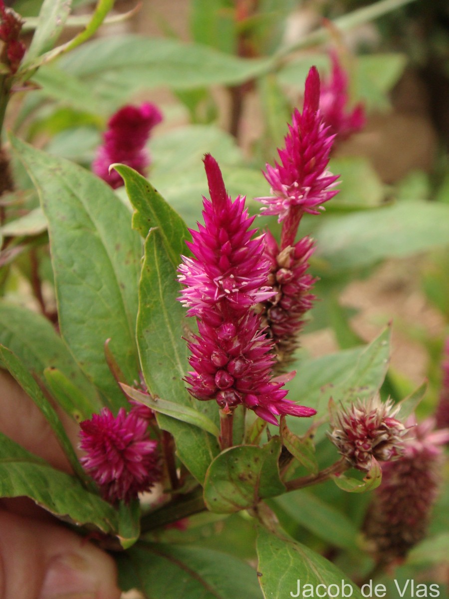 Celosia argentea L.